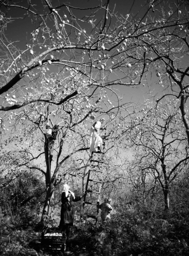 Lala Meredith-Vula, Persimmon pickers, Rinas, Albania, 2007, stampa fotografica b/n, 134x101 cm