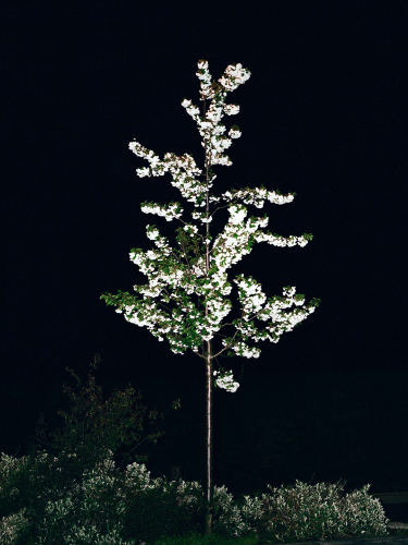 Sophy Rickett, Twelve Trees, M40, 07, 2004, c-type print, 120x90 cm, ed. 5