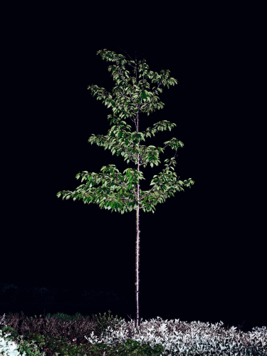 Sophy Rickett - Twelve Trees, M40, 08, 2004, c-type print, 120x90 cm, ed. 5