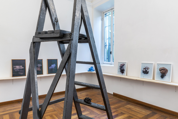 SYMBIOSIS. The interconnected threads of fungi, 2023, exhibition view, ph © Beppe Giardino