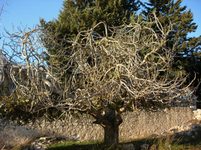 Emily Jacir, tree, Ramallah, 2006, C-type print, 57x76 cm, ed. 7