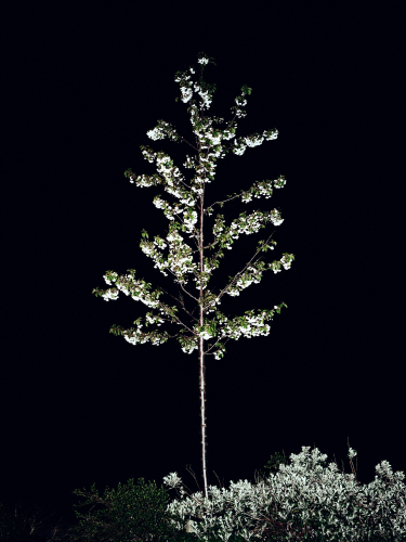 Sophy Rickett, Twelve Trees, M40, 03, 2004, c-type print, 120x90 cm, ed. 5