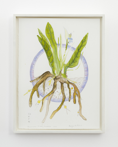 Marguerite Kahrl, Accumulator. Primary succession, 2024, watercolor and colored pencil on paper, 40,5x32 cm