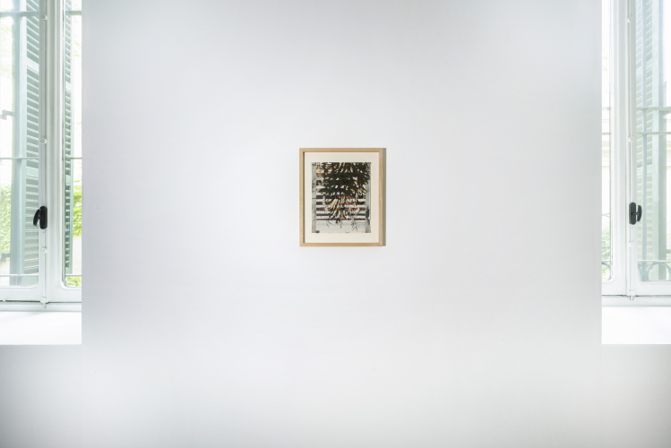 Lucia Veronesi, EX (Limonium catanese), 2025, collage e serigrafia su carta, 26,8 x 22,2 cm