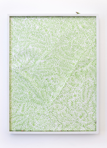 Roberto Casti, 4 settimane, 1 giorno (from the series Disegni Verdi), 2026, colored pencil on paper, pencil shavings, wooden frame, 83 × 63 × 5 cm